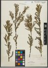 Foto von Salix purpurea L. x Salix viminalis L.